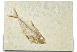 Detailed Fossil Fish (Diplomystus) - Wyoming #318413-1